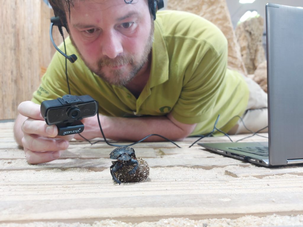 Zoopädagoge Christian Dienemann zeigt im Wüstenhaus des Nürnberger Tiergartens mit der Webcam einen Heiligen Pillendreher. 
